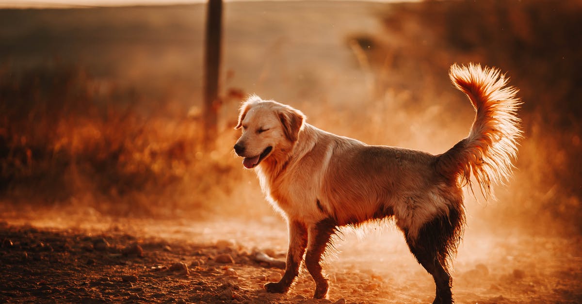 Is France a dog friendly country? [closed] - Adorable Golden Retriever standing on ground