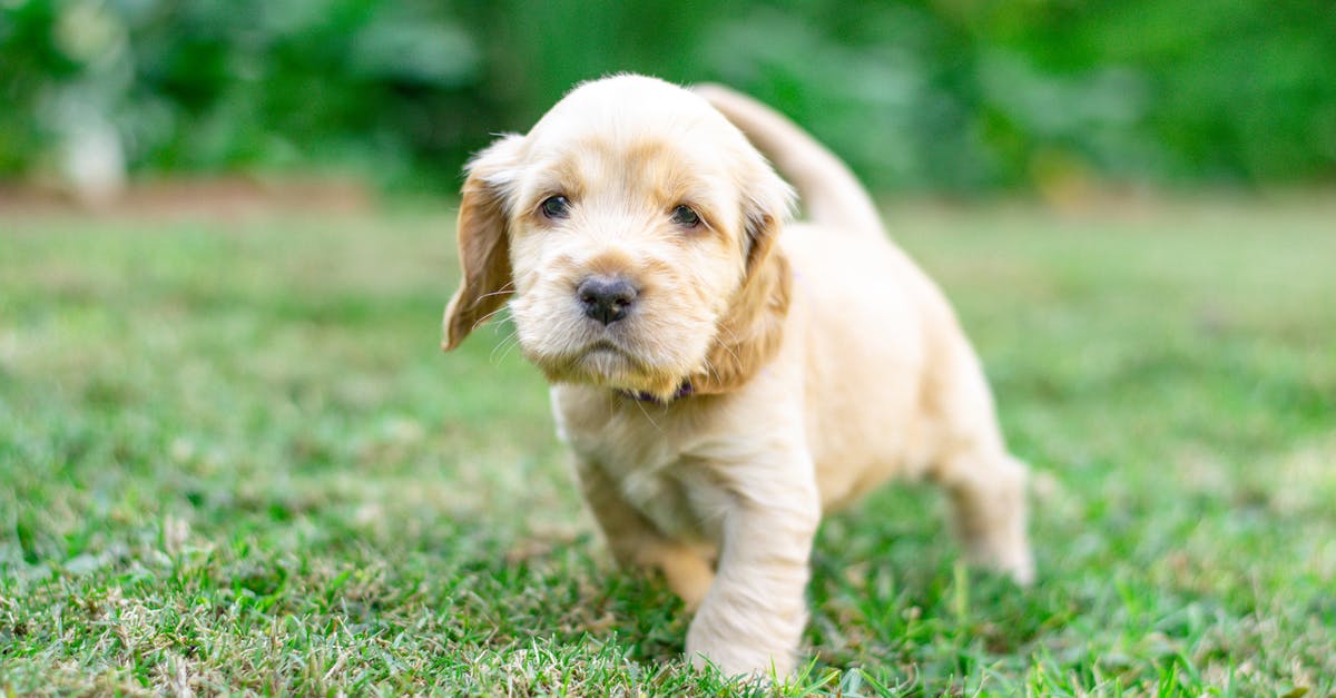 Is France a dog friendly country? [closed] - A Cocker Spaniel Puppy on Grass