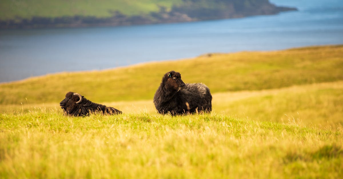 Is hitchhiking permitted in the Faroe Islands? - Sheep on Grass Field