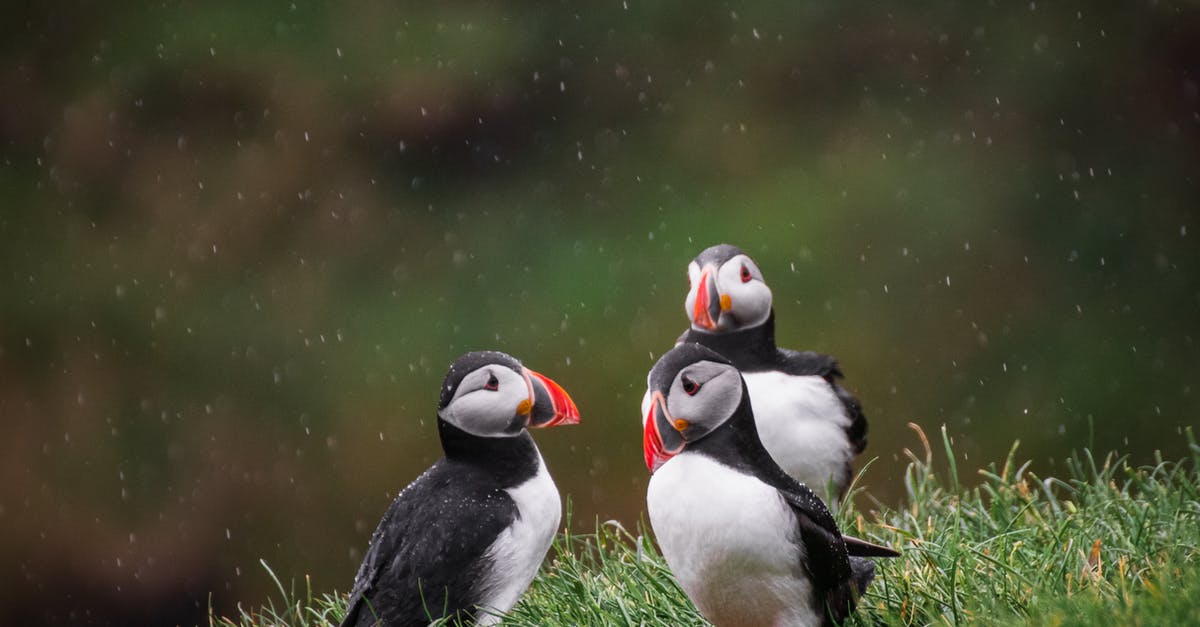 Is hitchhiking permitted in the Faroe Islands? - Three Puffins