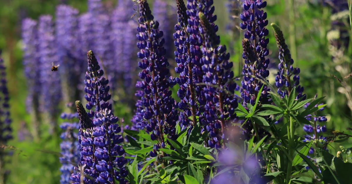 Is ID needed from Sweden to Spain? [duplicate] - Purple Flowers in Tilt Shift Lens