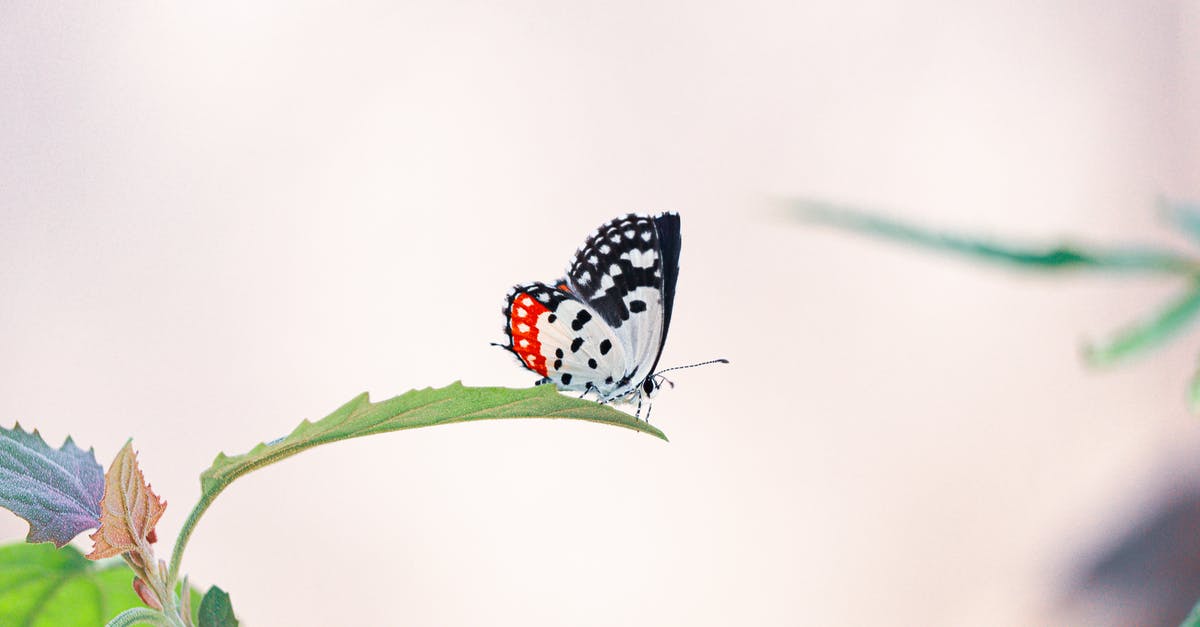 Is is possible to skip the middle leg of a flight? - Side view of butterfly with spotted ornament on wings and long antennae sitting on bright leaf in daylight