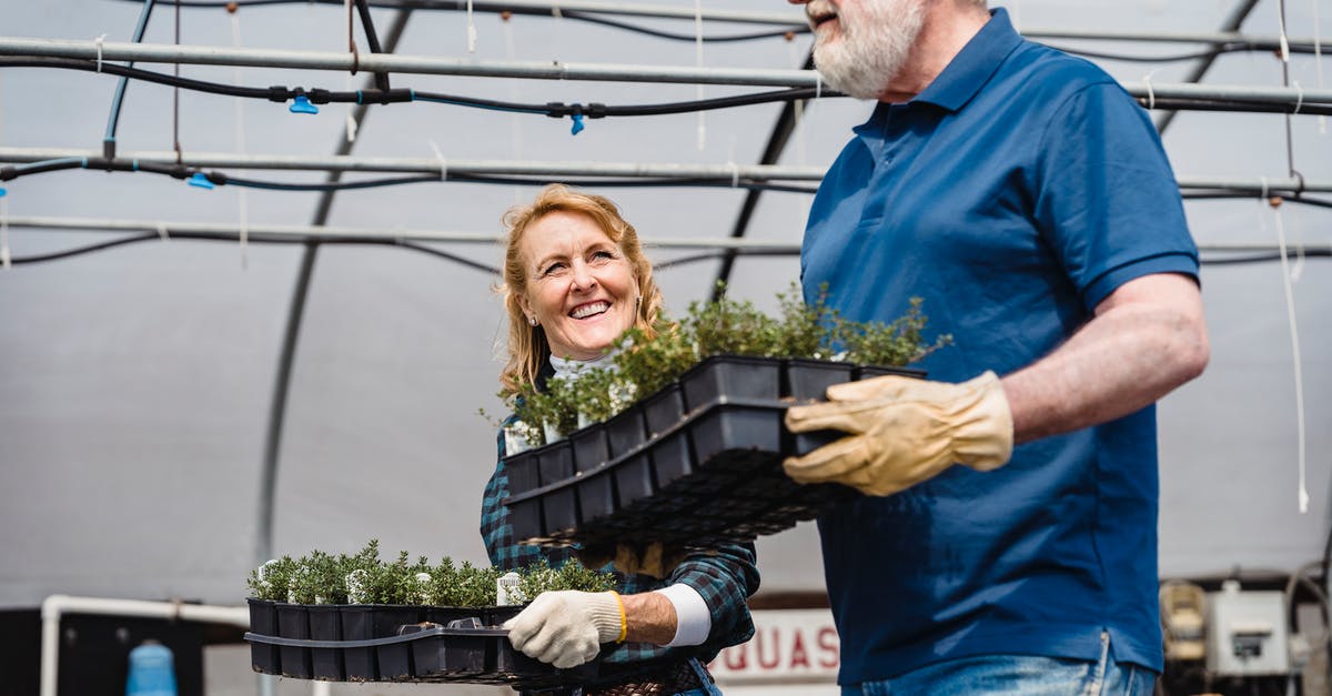 Is it allowed to carry seeds on an intercontinental flight? - Positive mature bearded male and female gardener carrying potted green plant in glasshouse in daytime