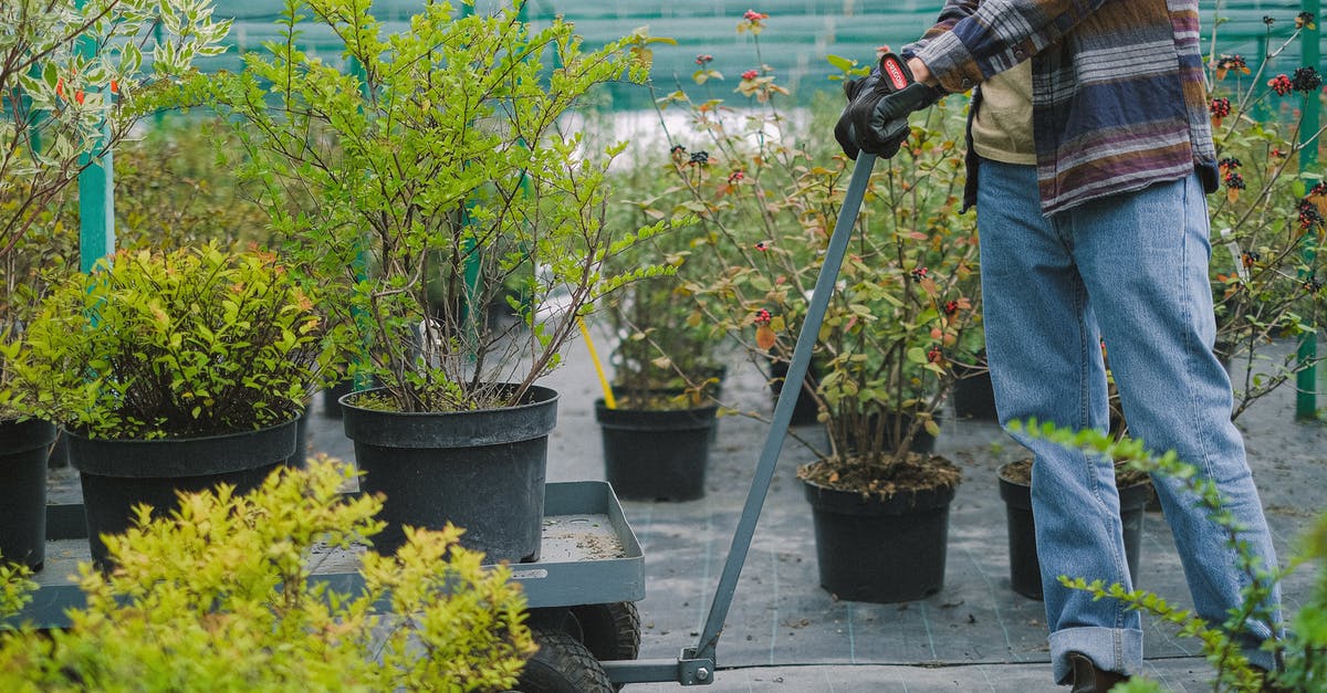 Is it allowed to carry seeds on an intercontinental flight? - Crop faceless farmer in casual outfit and protective gloves carrying lush green plants on gardener cart while working in hothouse