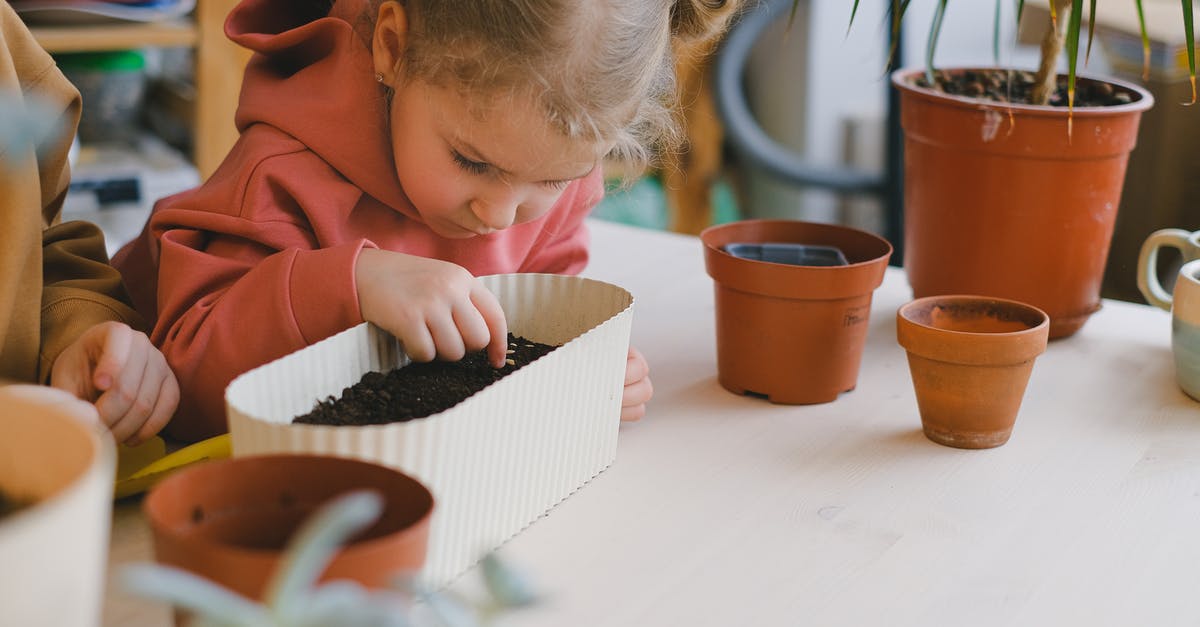 Is it allowed to carry seeds on an intercontinental flight? - Free stock photo of breakfast, child, children