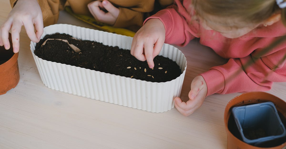 Is it allowed to carry seeds on an intercontinental flight? - Free stock photo of bakery, baking, birthday