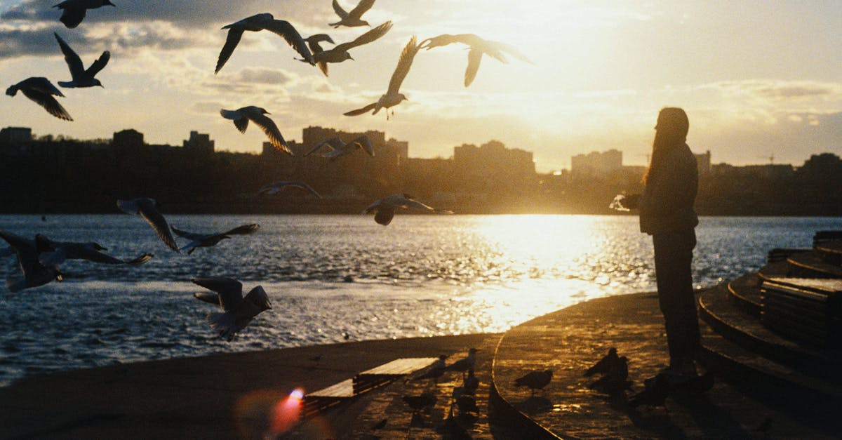 Is it legal to feed the pigeons in Stockholm? - Woman Feeding Birds