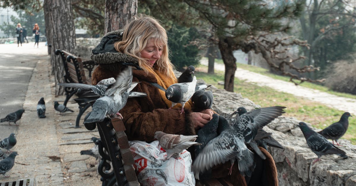 Is it legal to feed the pigeons in Stockholm? - Woman with pigeons on bench in park