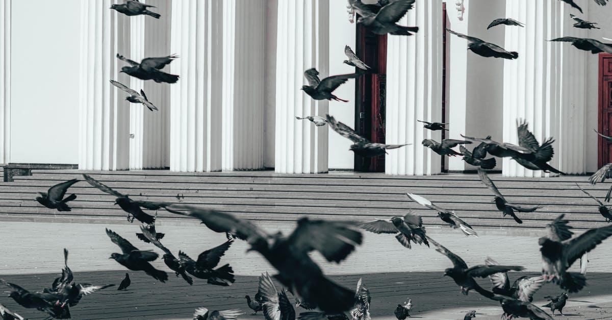 Is it legal to feed the pigeons in Stockholm? - Flock of pigeons flying near old historic building with columns