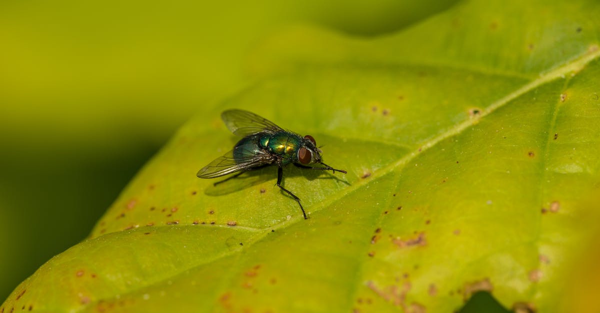 Is it ok to fly with a snowman? [closed] - Green and Black Fly Perched on Green Leaf in Close Up Photography