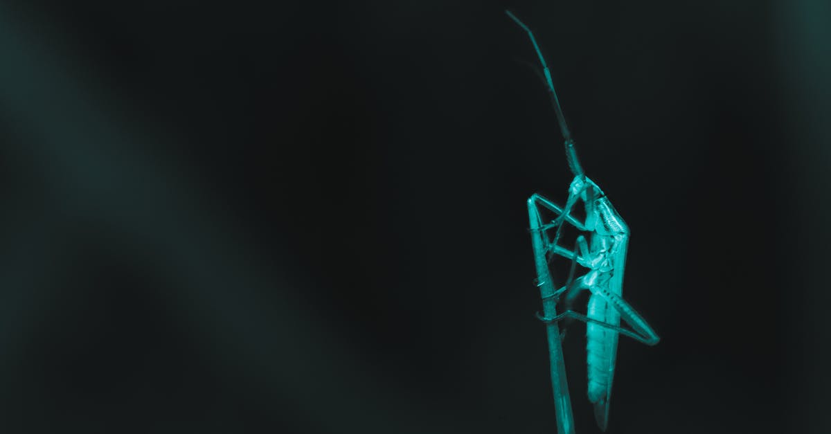 Is it ok to fly with a snowman? [closed] - Green and Red Dragonfly on White Background