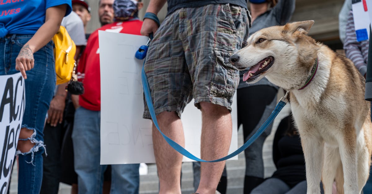 Is it possible to change second leg of a flight online? - Unrecognizable man with dog on protest