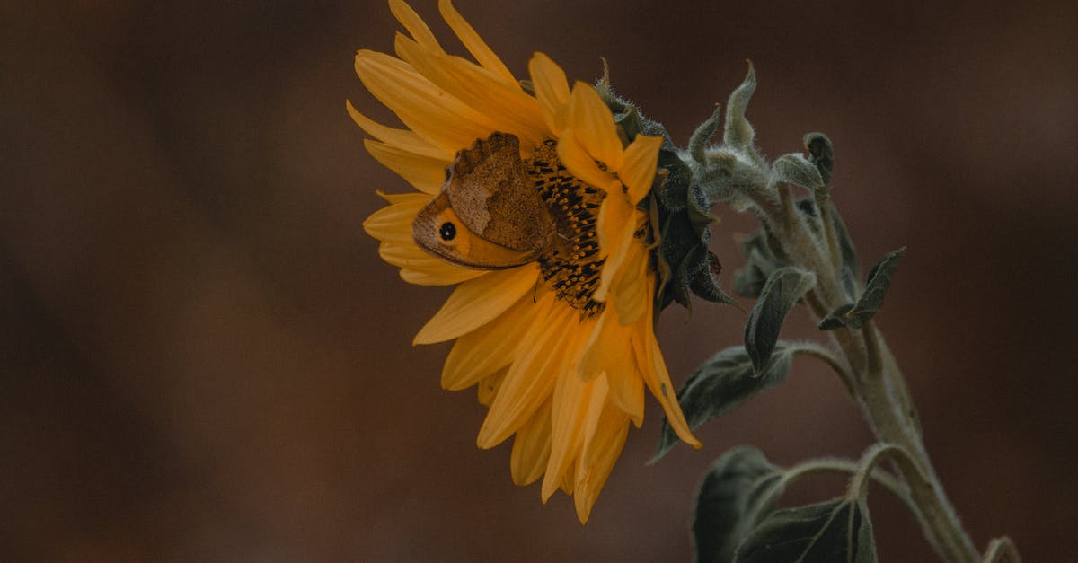 Is it possible to collect Nectar points via Trainline? - Brown butterfly sitting on yellow sunflower with green leaves while collecting nectar in garden on blurred background in summer day