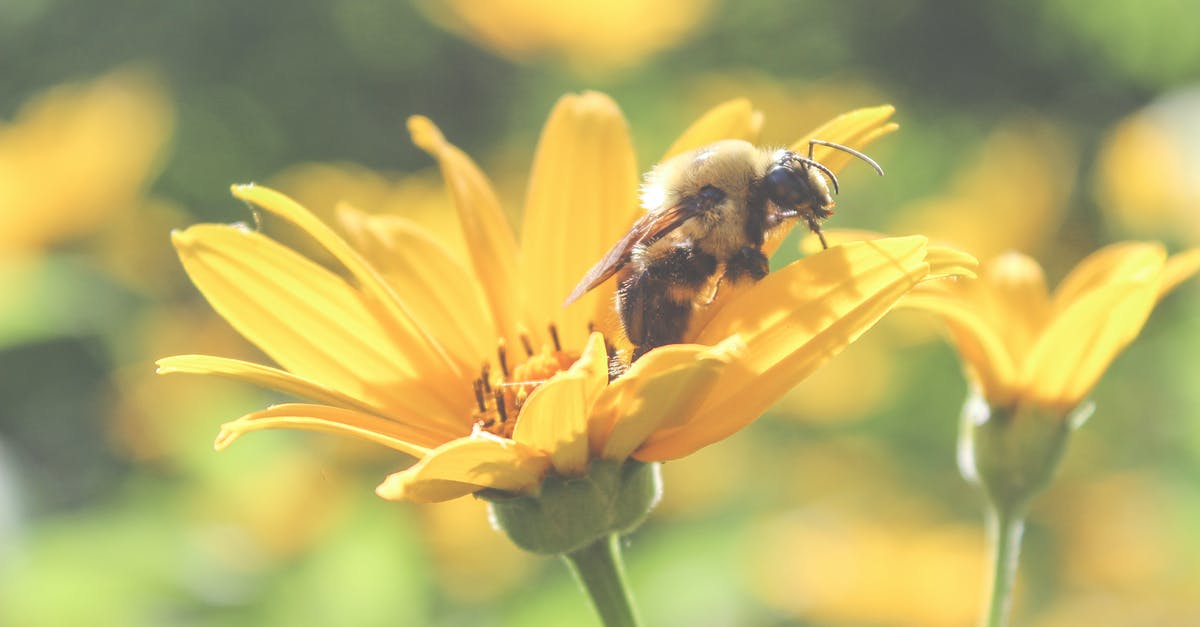 Is it possible to collect Nectar points via Trainline? - Honey bee collecting sweet pollen from fragile yellow flower growing in sunny summer forest