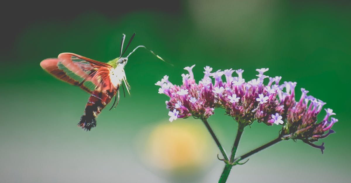 Is it possible to collect Nectar points via Trainline? - Hummingbird moth with red wings hovering near violet blooming flower and drinking nectar in wild nature