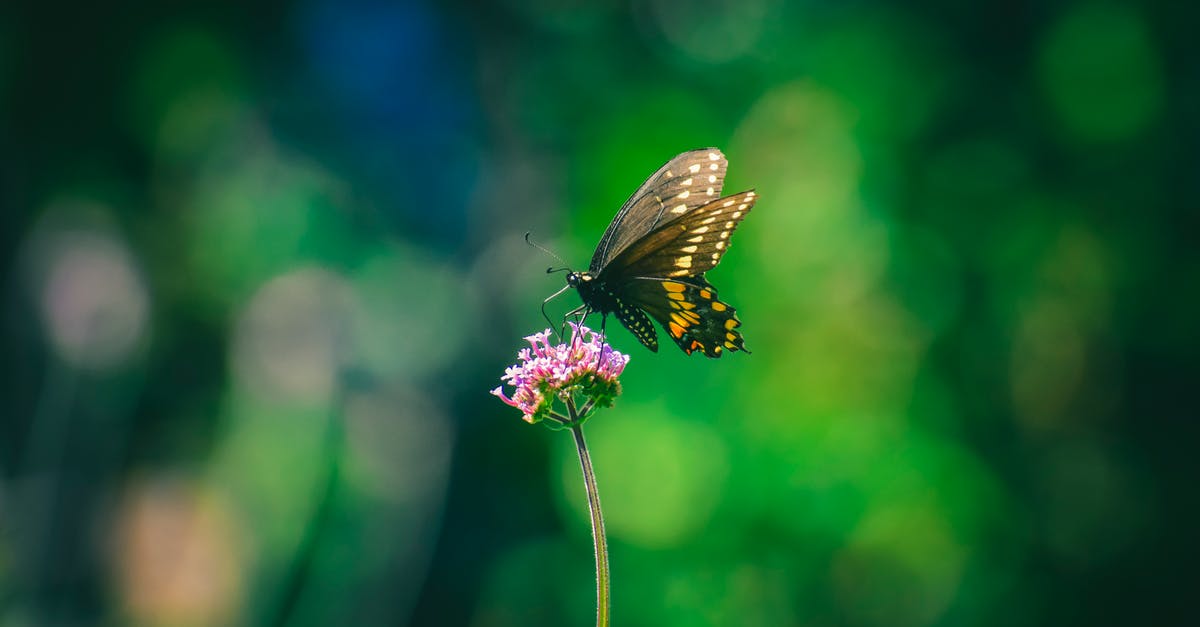 Is it possible to collect Nectar points via Trainline? - Butterfly sipping nectar from fragrant purple flower