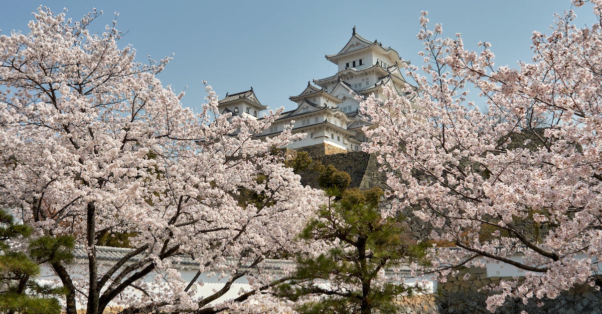 Is it safe to travel in Japan considering the nuclear situation? - Cherry Blossoms Near the White Castle