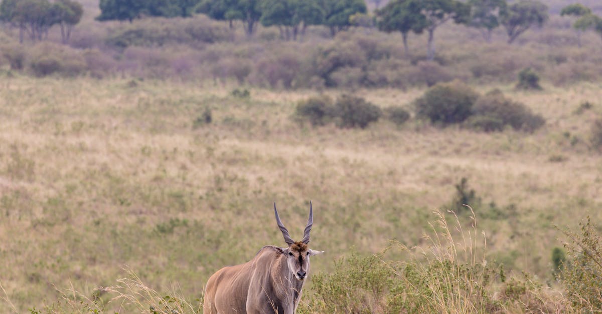 Is laziness about stamping passports common at the Bosnian-Montenegrin, Montenegrin-Albanian and Macedonian-Kosovan land borders? - Eland antelope standing in field in savanna