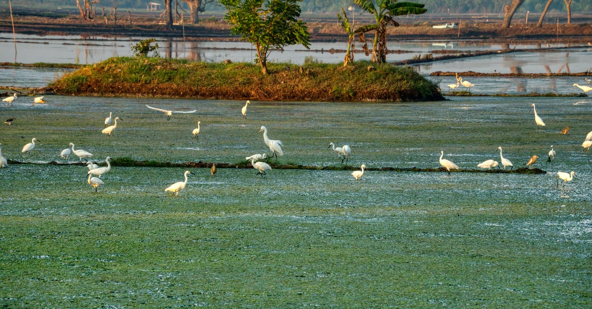 Is laziness about stamping passports common at the Bosnian-Montenegrin, Montenegrin-Albanian and Macedonian-Kosovan land borders? - Great egrets on grass sea coast in summertime
