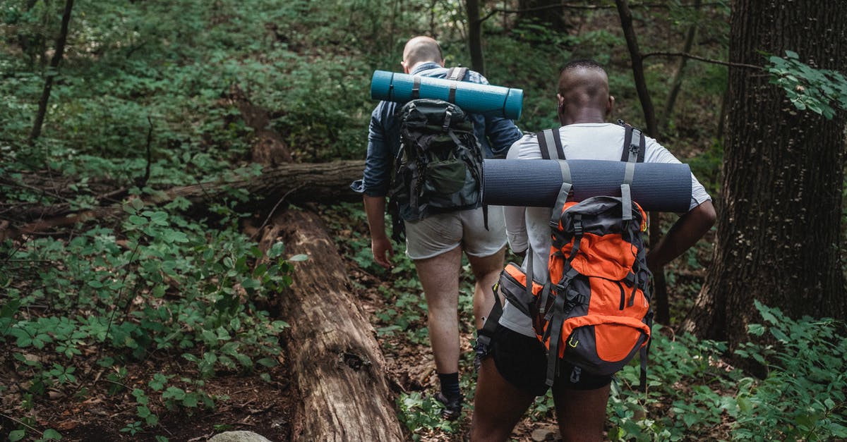 Is my American tourist visa active? - Full body back view of anonymous multiethnic adventurers in casual clothing with backpacks walking on ground covered with grass in woodland in daylight