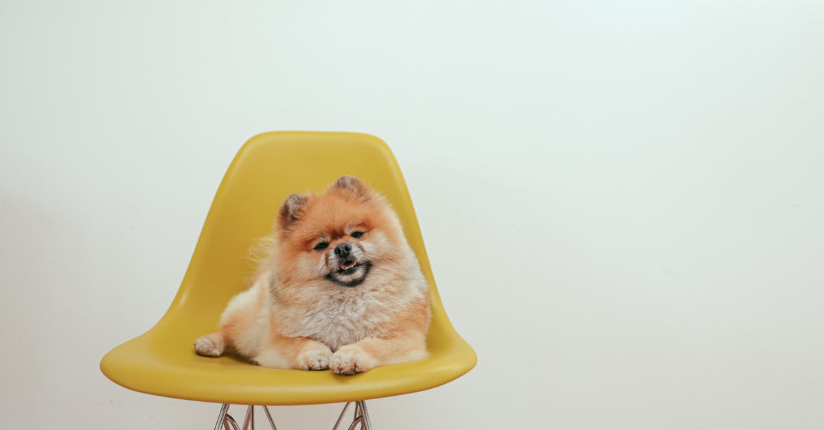 Is my transit at FRA to Amsterdam domestic or international? - Brown Pomeranian Puppy on Yellow Chair