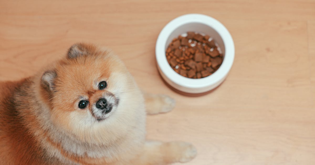 Is my transit at FRA to Amsterdam domestic or international? - Brown Pomeranian Puppy on Brown Wooden Floor