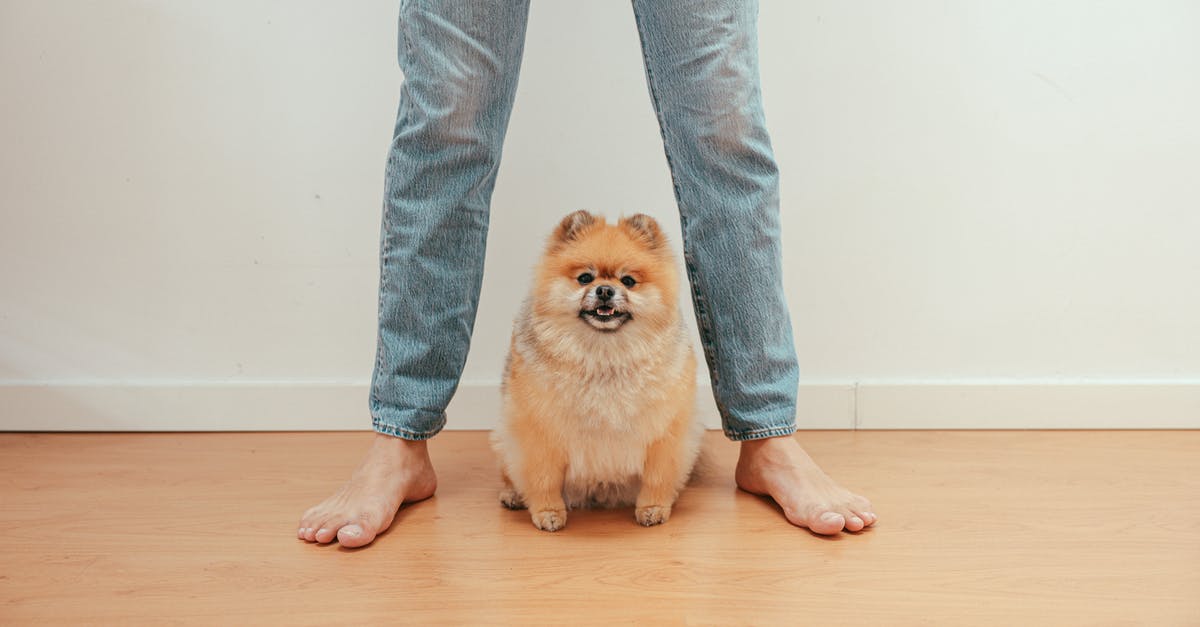 Is my transit at FRA to Amsterdam domestic or international? - Person in Blue Denim Jeans Standing Beside Brown Pomeranian