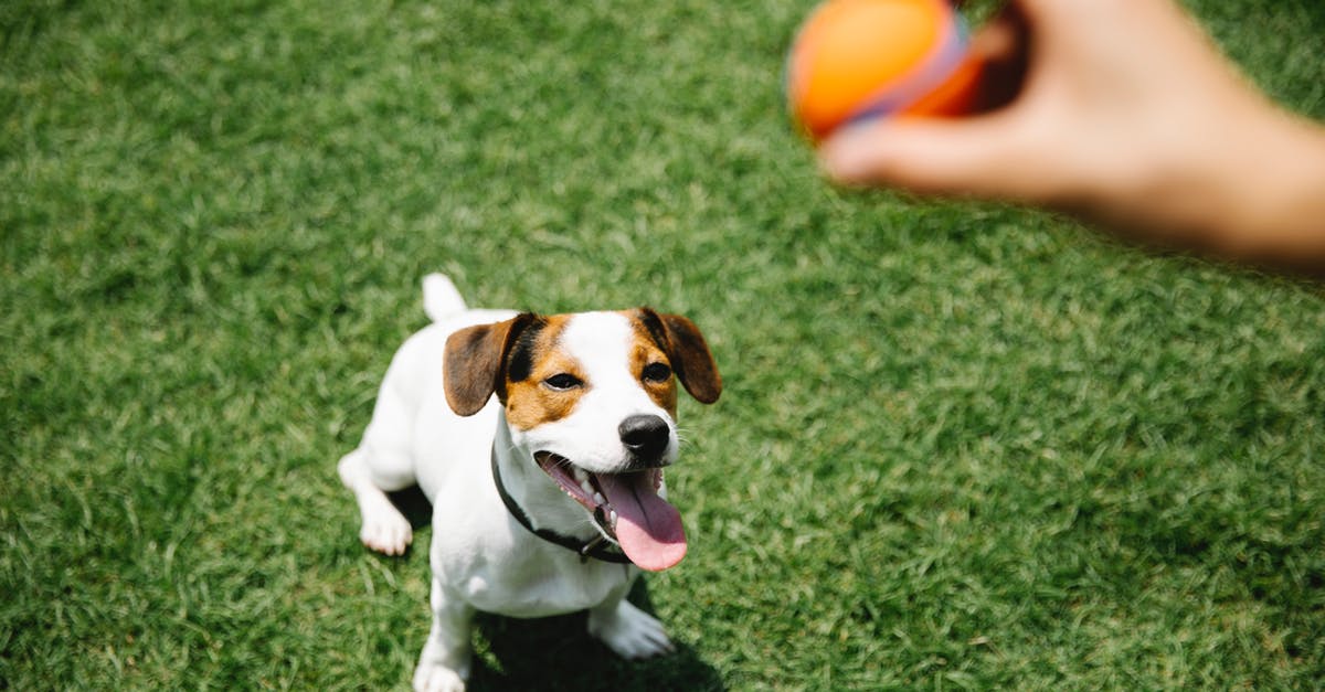 Is Qatar Airways' hand baggage size strictly enforced? - Crop owner with ball taming purebred dog on lawn