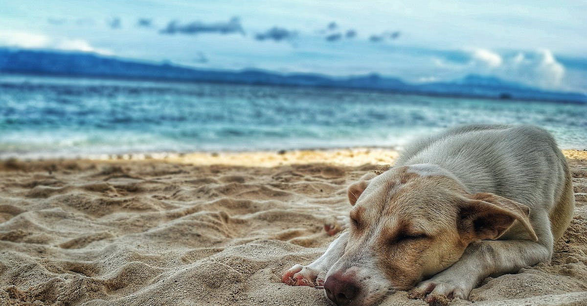 Is sleeping in tents / hammocks allowed in Malaysian beaches? - Dark Yellow Labrador Retriever Lying on the Sea Shore