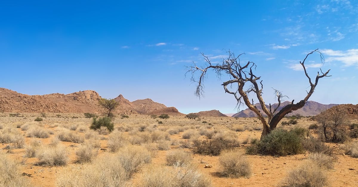 Is the Hidden Valley Trail in Joshua Tree National Park toddler-friendly? - Bare Tree on Desert Land