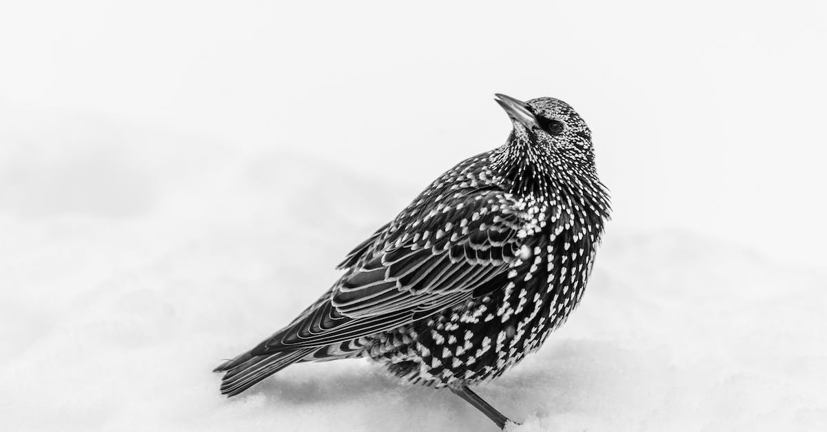 Is the Wachau Valley interesting only to skiers? - Attentive starling bird standing on snowy ground
