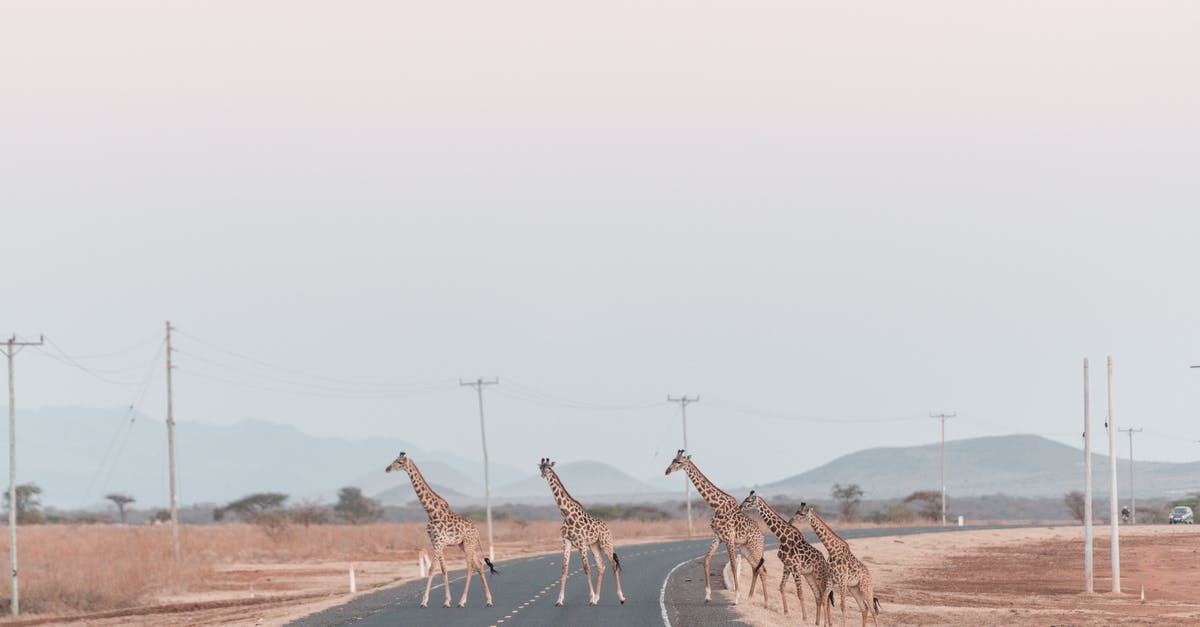 Is there an 'ideal' crossing between Michigan and Ontario? - Giraffes Crossing Asphalt Road One by One