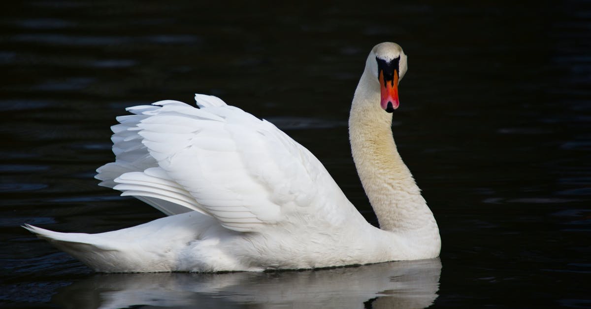 Is there any white water rafting nearby Bangalore, India? [closed] - White Swan on Water