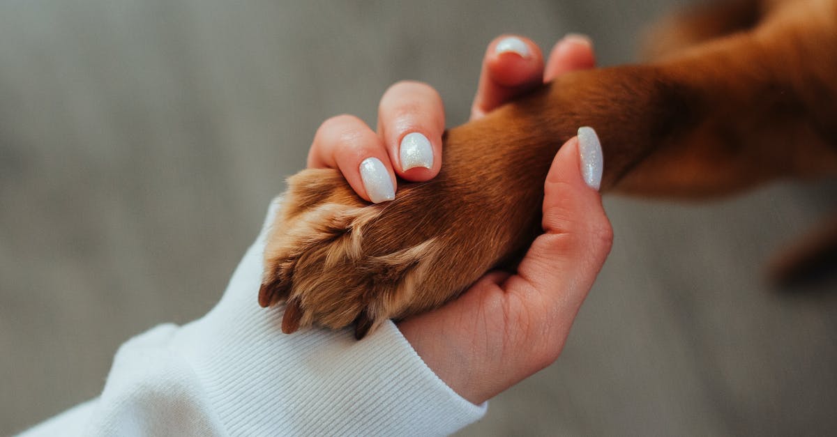 Is there catering on Dutch domestic trains? - Unrecognizable woman holding paw of dog