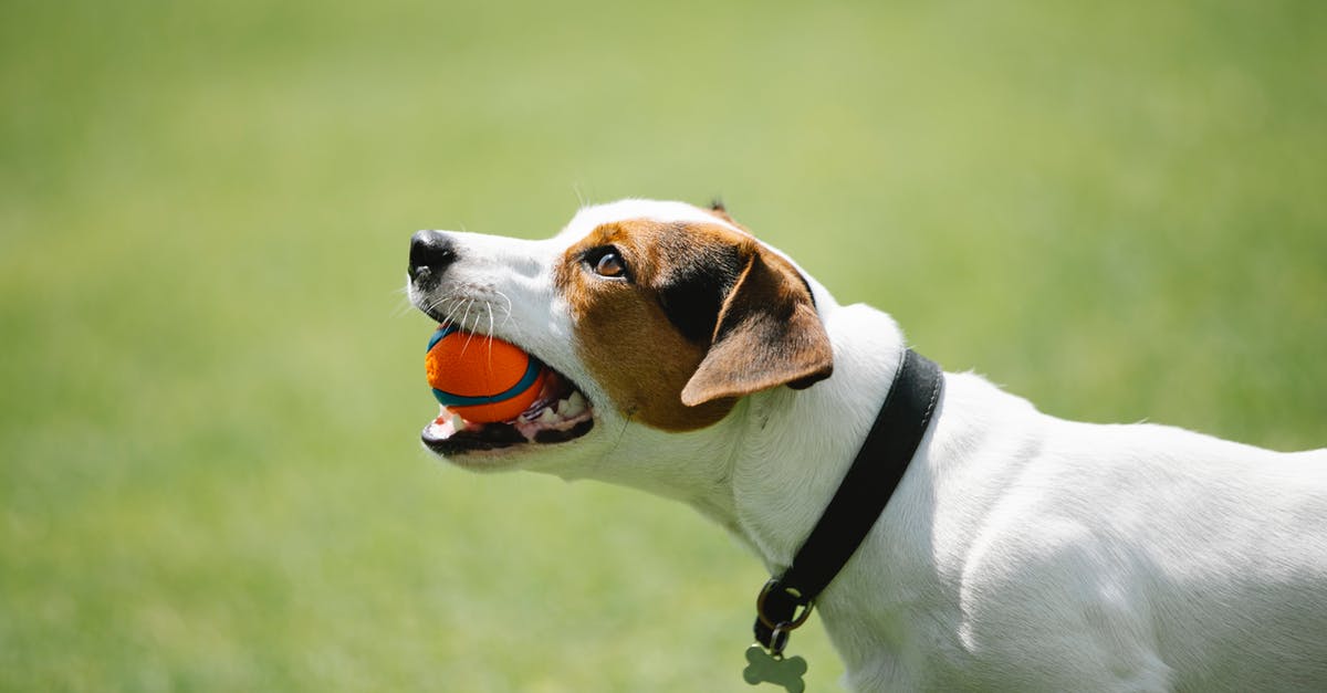 Is there catering on Dutch domestic trains? - Side view of adorable Jack Russel terrier in black collar with metal bone holding toy in teeth on blurred background of green lawn in park