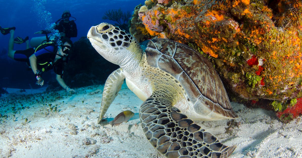 Is there scuba diving / snorkelling in Sierra Leone that is safe e.g. from sharks? - Brown and Black Turtle on Seabed