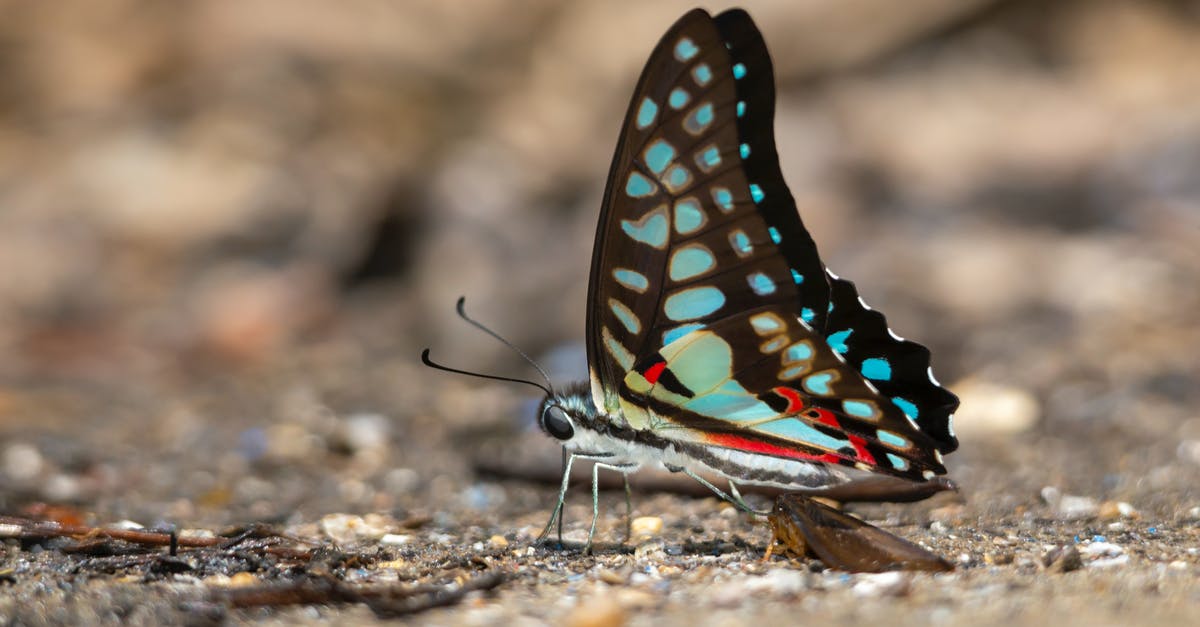 Is throwing stuff on the ground a common/known pickpocketers strategy? - Macro Photography of Beautiful Butterfly 