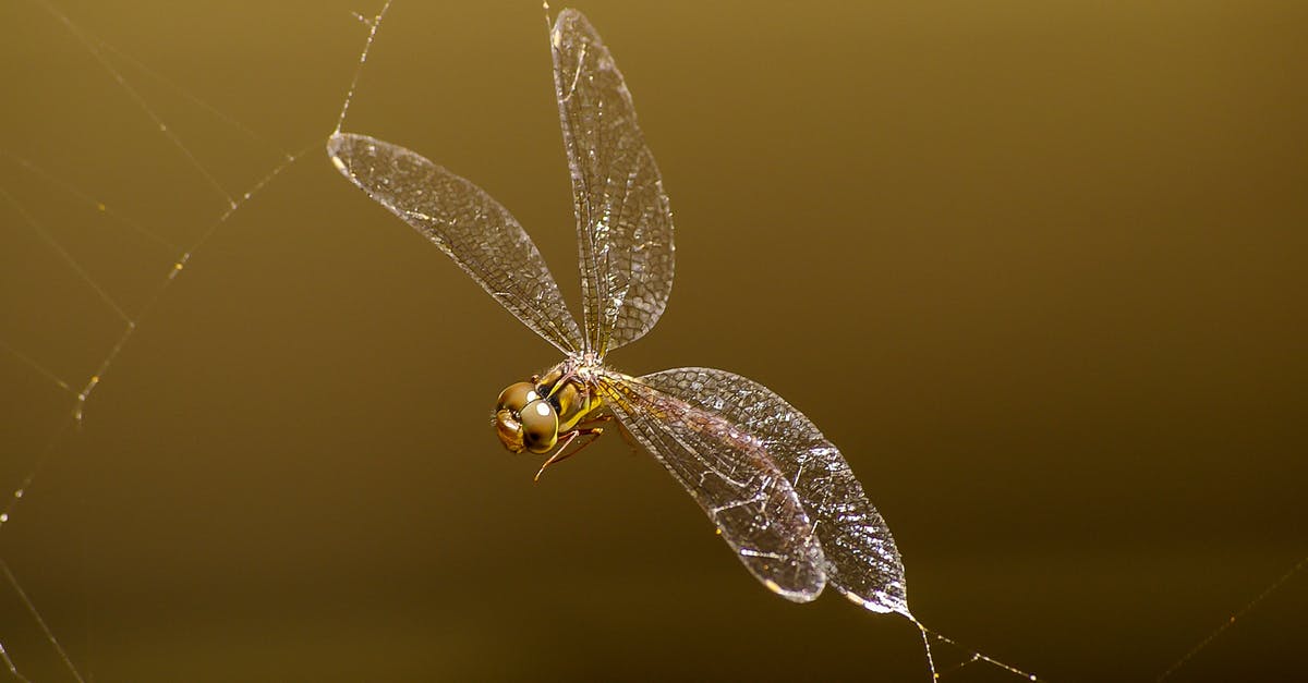 Is web check-in mandatory in German Wings? - Macro Photography of Brown Darnersfly