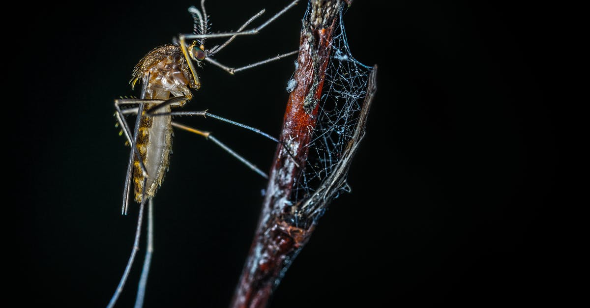 Is web check-in mandatory in German Wings? - Close-up Photography of Brown Mosquito on Stick