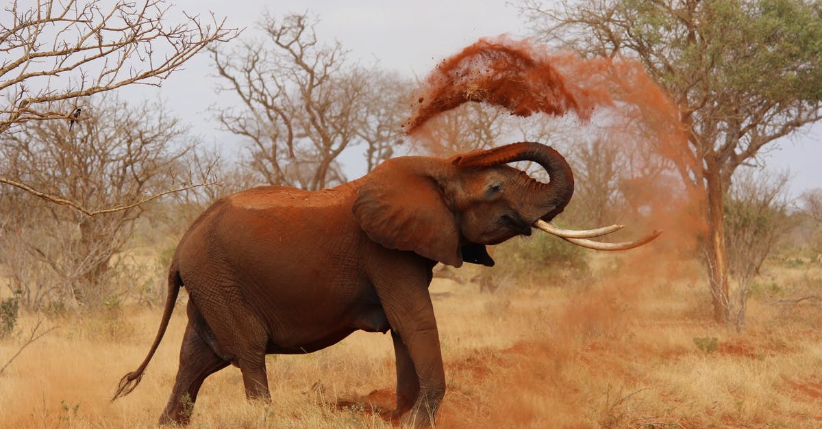 Ivory Coast, Africa: What diseases tend to occur there? - Grey Elephant Throwing Sand With Trunk Near Green Trees