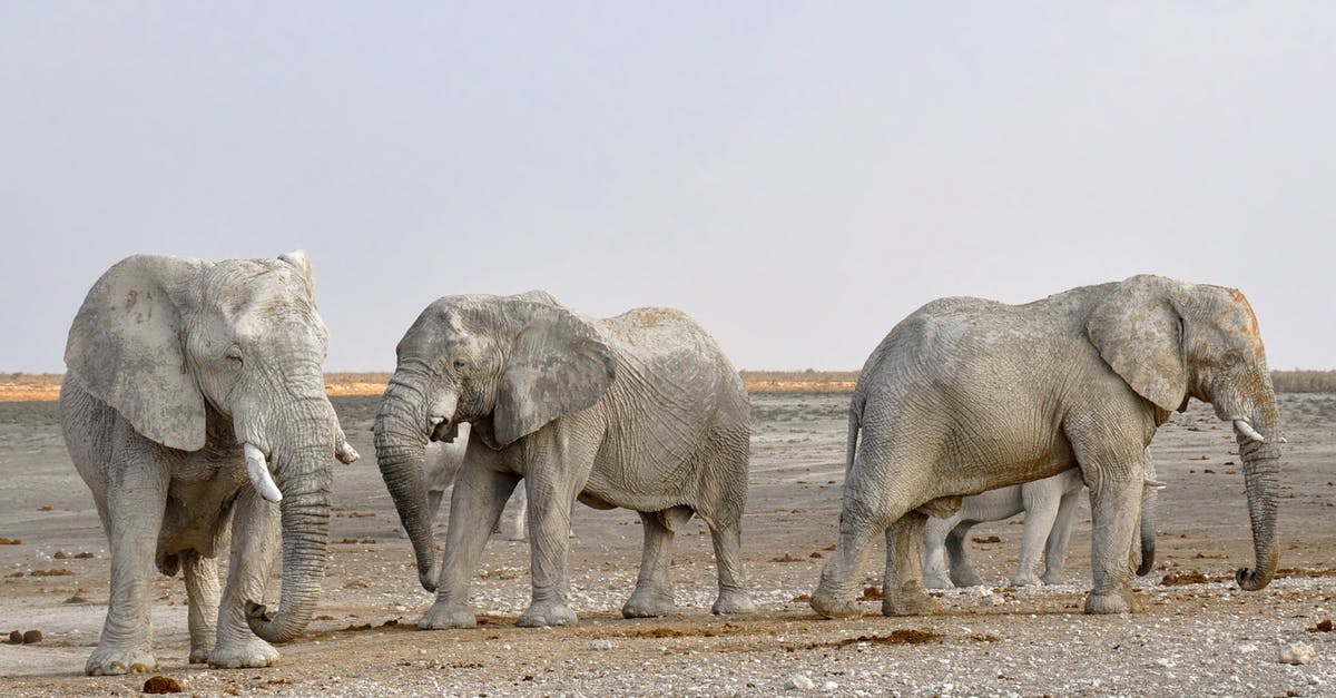 Ivory Coast, Africa: What diseases tend to occur there? - Side View of Elephant in a Row Against the Sky