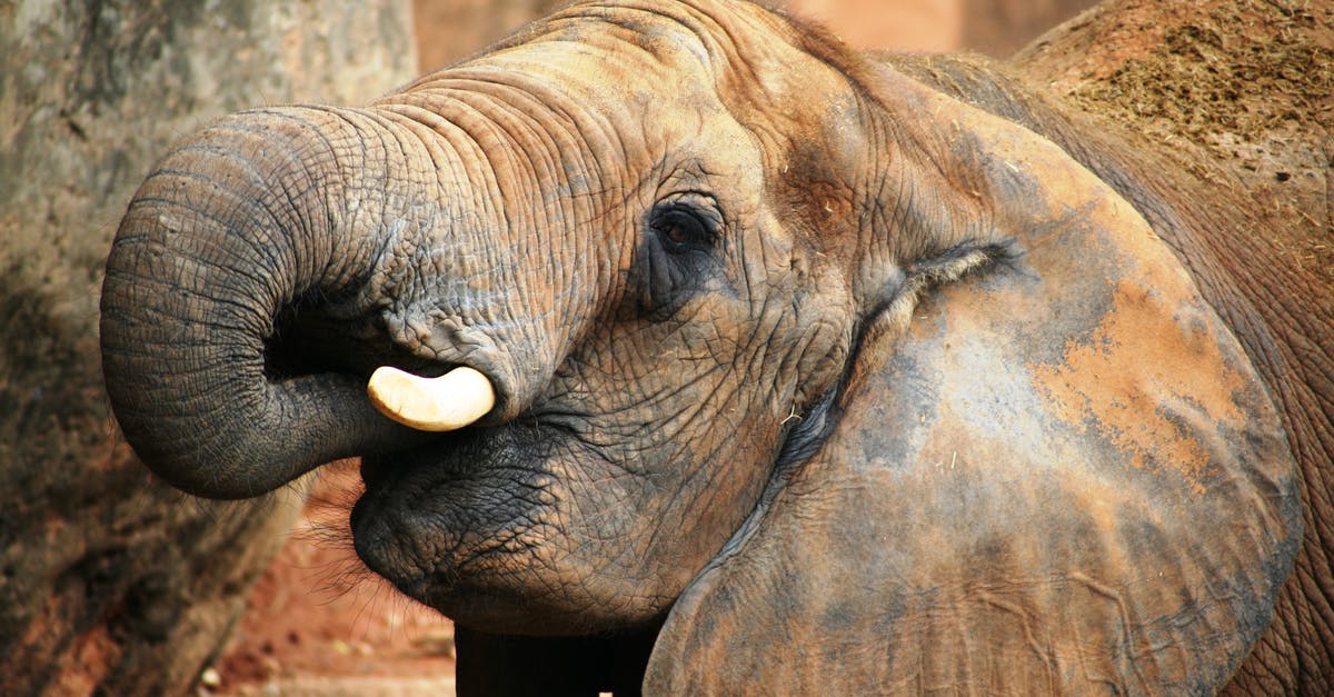 Ivory Coast, Africa: What diseases tend to occur there? - Gray Elephant Near Tree