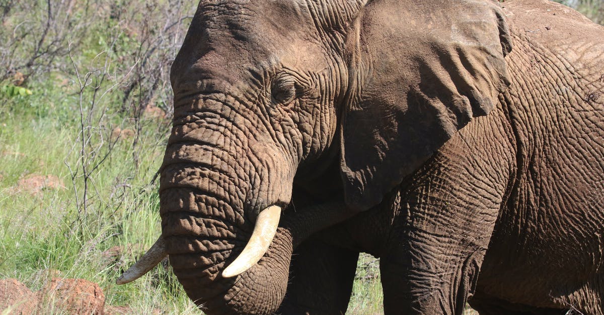 Ivory Coast, Africa: What diseases tend to occur there? - Photography of Brown Elephant