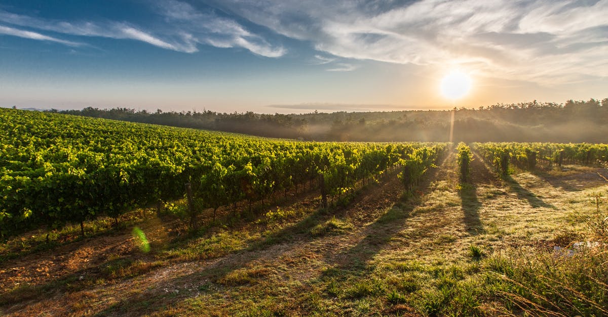 Jamaican with green card visiting Italy - Farm Land during Sunset