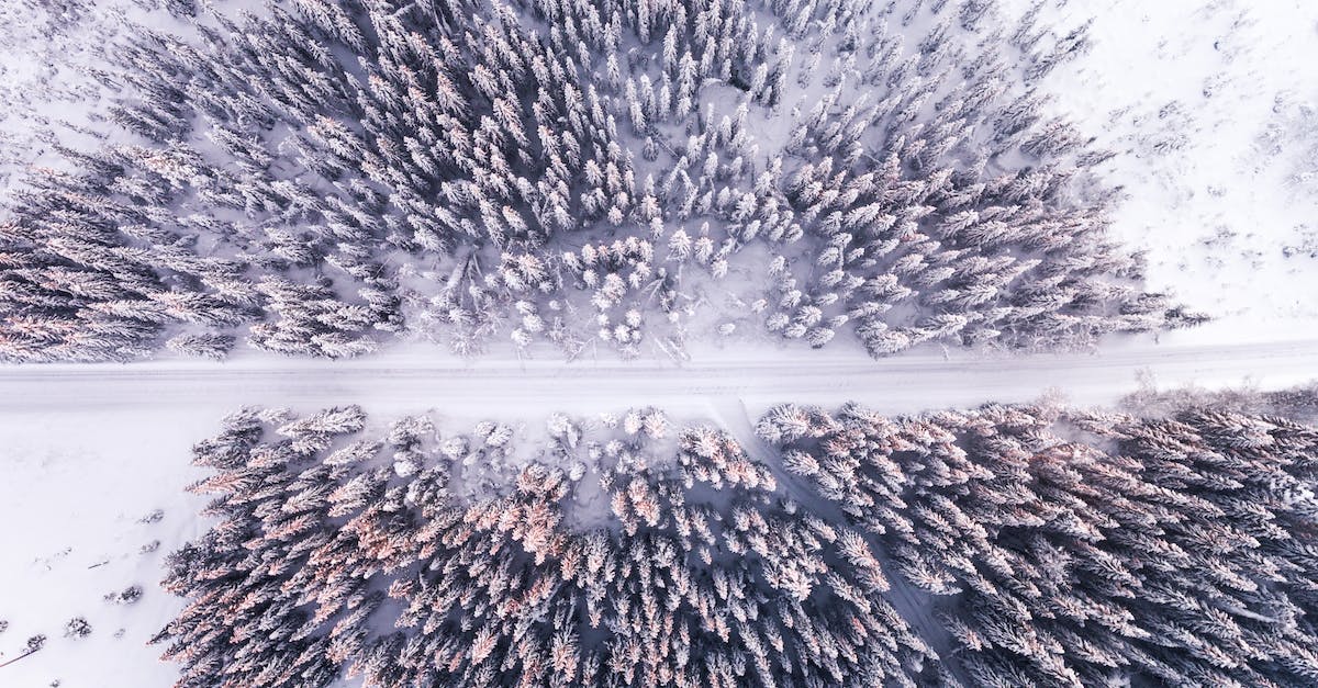 Japan's snow road: Where is it and when to visit? - High Angle Photography of Pathway Through Pine Trees during Winter