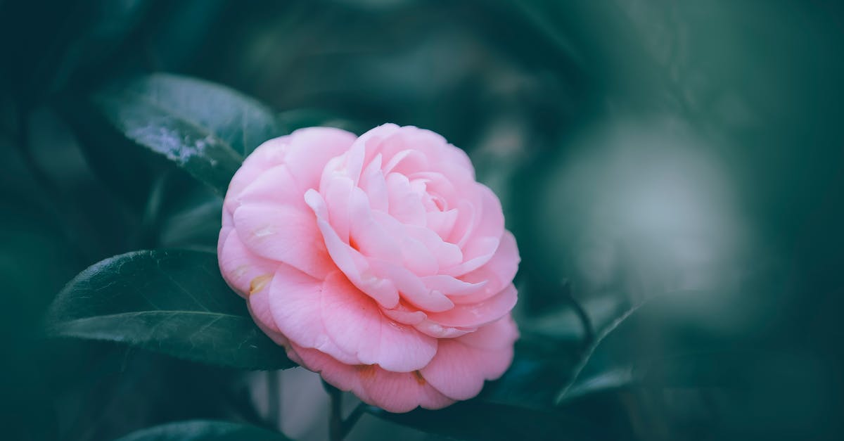 Japanese etiquette: Most common (and offensive) mistakes? [closed] - Blooming delicate common camellia in lush green garden