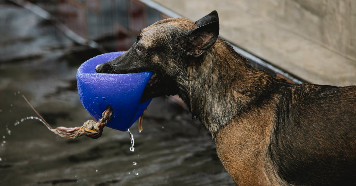 JFK International to Domestic Baggage Drop - Dog with brown and black wet fur playing with buoy over pool with pure water while looking forward