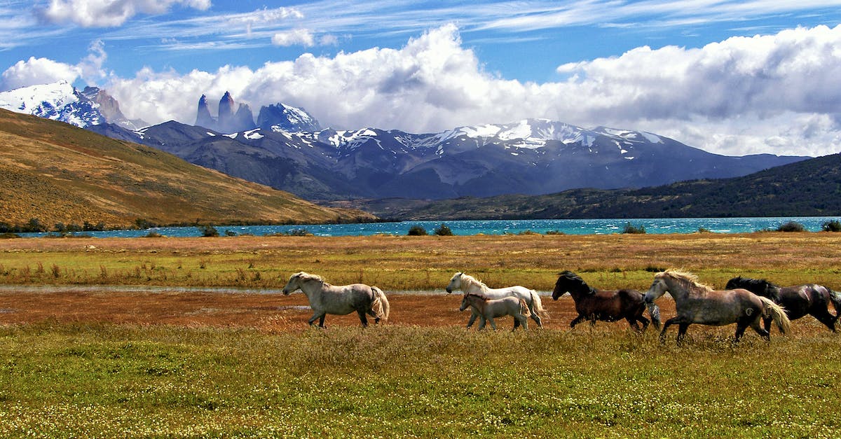 Kayak options in Patagonia - Herd Of Horse Green Grass Field