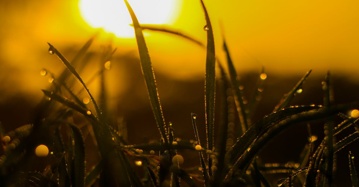 Keukenhof Garden in March - Too early? [duplicate] - Macro Photography of Grass With Water Dew