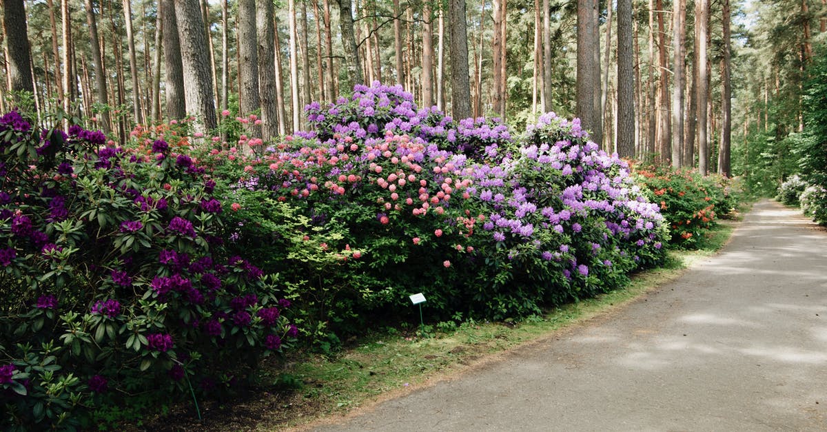 Keukenhof Garden in March - Too early? [duplicate] - Walking pathway going through beautiful multicolored rhododendron bushes blooming in park in early spring